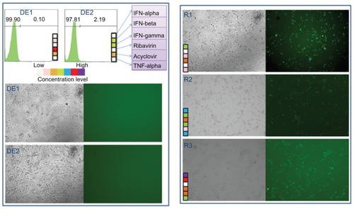 Figure 6 Comparison between cascade FSC identified drug combinations and random drug combinations DE1 and DE2 drug combinations from the two FSC drug screens.Notes: Three randomly generated drug combinations, named R1, R2, and R3 are compared to DE1 and DE2. Both phase contrast pictures and fluorescent microscopy pictures are shown. The random drug combinations did not completely inhibit HSV-1 infection, while DE1 and DE2 nearly completely inhibited infection.Abbreviations: FSC, feedback system control; HSV-1, herpes simplex virus-1.