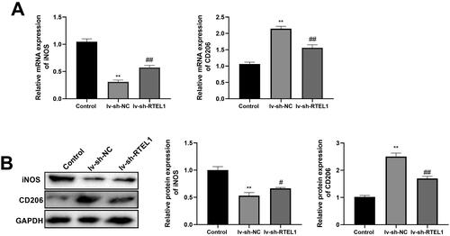 Figure 5. Down-regulation of RTEL1 can promote M1 and inhibit M2 macrophage polarization in COPD mice. (A) RT-qPCR was used to detect the expression levels of macrophage markers iNOS and CD206 in mice. (B) Western blotting was performed to detect the protein expression of macrophage markers iNOS and CD206 in mice. **p < .01 vs. control #p < .05 vs. lv-sh-NC ##p < .01 vs. lv-sh-NC.