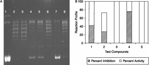 Figure 2.  The effect of 4′-hydroxychalcone derivatives on mammalian DNA topoisomerase activity. A. A representative agarose gel photograph of supercoil relaxation with 1 unit of DNA topoisomerase I in the presence of varying concentrations of 4′-hydroxychalcone derivatives (see “Materials and Methods” for the details). Lane 1, plasmid substrate, pBR322 with no enzyme; lane 2, pBR322 with 1 u of DNA topoisomerase I; lane 3, same as lane 2 in the presence of DMSO, lanes 4 to 8, pBR322 with 1 u DNA topoisomerase I in the presence of 1 μg/μL of test cpds from I to V.B. Quantitative assessment of the inhibitions obtained with the compounds. DNA bands were quantified from gel photographs and plotted with the relationship between the binding of EtdBr and the amount of fluorescence given by sc and rlx DNA under UV light.