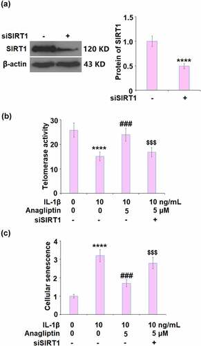 Figure 7. Silencing of SIRT1 abolished the protective effects of Anagliptin against IL-1β- induced cellular senescence. (a). Successful knockdown of SIRT1; (b). Telomerase activity; (c). Cellular senescence (****, P < 0.0001 vs. vehicle, ###, P < 0.001 vs. IL-1β; $$$, P < 0.001 vs. IL-1β+ Anagliptin group)