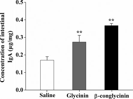 Figure 3. Effect of soybean glycinin or β-conglycinin on mucosal IgA in mice. The data are presented as mean±SEM of 10 mice per group. Results are expressed as the amount of IgA (µg) in 1 mg of total mucosal protein (mg). ** represents p<0.01 versus saline-treated group.