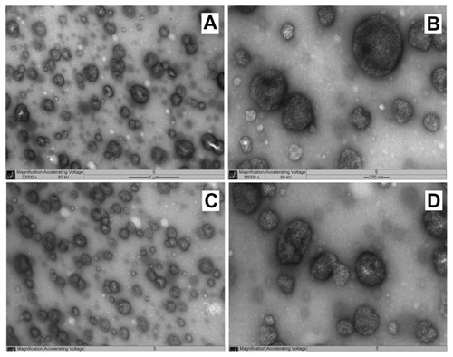 Figure 1 NP1 TEM images of two different points (A and C) of the same sample (22000×). Images (B and D) shows higher magnification (56000×) of (A and C), respectively.Abbreviations: NP, nanoparticle; TEM, transmission electron microscopy.