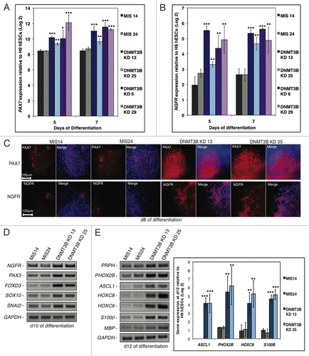 Figure 3. DNMT3B knockdown enhances NC lineage differentiation and specification. (A, B) Gene expression analyses of PAX7 (A), or NGFR (B) at d5 and d7 of differentiation. Data was normalized to undifferentiated H9 hESCs and displayed as a Log2 ratio. (C) Immunocytochemistry for PAX7 and NGFR at d8. Cell nuclei were counterstained with DAPI. (D, E) Gene expression analyses of early NC specifiers at d10 (D), or NC lineage fate determinants (E) at d12. Gene expression was also quantified for the NC lineage fate determinants ASCL1, PHOX2B, HOXC8, and S100β at d12 of differentiation. Data was normalized to undifferentiated H9 hESCs and displayed as a Log2 ratio. The p values displayed correspond as follows: * < 0.10, ** < 0.05, *** < 0.01.