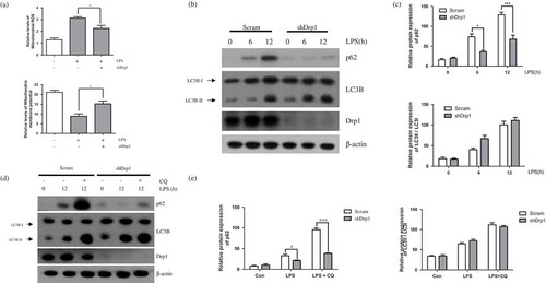 Figure 3. Effect of Drp1 downregulation on LPS-induced autophagy. (a) BV-2 cells were treated with LPS (1μg/mL) for 12h in the absence or presence of Drp1. The cells were incubated with MitoSOX and JC-1 for 15min at 37℃ and mitochondrial ROS and membrane potentials were analyzed by flow cytometry. (b) Western blotting for p62 and LC3B was performed in LPS treated BV-2 cells expressing either scrambled shRNA (scram) or shDrp1 expressing BV2 cells. (c) Graphs represent quantification of western blot band intensity. (d) Western blot analysis to measure authphagic flux. LPS stimulated BV-2 cells were treated 4h before the cell harvest with chloroquine (100μM) in the absence or presence of Drp1. (e) Graphs represent quantification of western blot band intensity. (a) was used one way ANOVA and (c), (e) was used two way ANOVA statistical analysis. Data are presented as mean ± SD (n = 3). *p < 0.05, **p < 0.01, and ***p < 0.001.