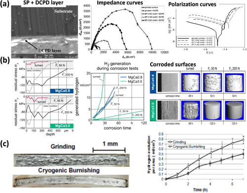 Figure 12. Surface morphologies of short peened and dicalcium phosphate dihydrate (DCPD) coated AZ31 alloy and the corresponding impedance curves with various surface treatments (reprinted from [Citation113], copyright 2014, with permission from Elsevier), (b) residual stress on Mg–0.8Ca and Mg–3.0Ca alloys gendered by turning followed by deep rolling, their H2 generation rate and the corresponding mass loss at different time intervals (reproduced from [Citation115], copyright 2011 Leibniz Universität Hannover, IFW. Published in [Citation115] under CC BY-NC-SA 3.0 license. Available from: http://dx.doi.org/10.5772/22793), (c) cross sectional surface morphology of cryogenic + severe plasticity burnished AZ31 alloy after immersion for 200 h and its corresponding corrosion resistance (i.e. H2 generation) (reprinted from [Citation116], copyright 2011, with permission from Elsevier).