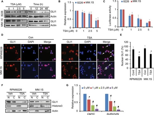 Figure 2 TSA reduces GLI1 and downstream genes of hedgehog signaling.Notes: (A) The time- and dose-dependent downregulation of GLI1 after TSA treatment. Representative images from at least three independent experiments are shown. (B) The effect of TSA treatment for 48 h on GLI1 expression in mRNA level. (C) Luciferase assay showed the activity of the 8×GLI luciferase reporter responsive to increasing dosages of TSA. (D) Immunofluorescence showed the subcellular localization of GLI1 with or without TSA treatment. Magnification: 200×. Representative images are taken over 10–50 fields of view. Arrows, cells with GLI1 translocalized into the cytoplasm. (E) Statistical analysis of GLI1 localization in the nucleus of RPMI8226 and MM.1S cells treated with TSA for 24 h. (F) Representative images of Western blot analysis are shown to detect the subcellular distribution of GLI1. Histone H3 was used as an internal control for nuclear, and actin was used as an internal control for cytoplasm. (G) mRNA levels of c-MYC and SURVIVIN were detected by real-time PCR in MM cells treated with 5 μM TSA for 48 h. The median expression value of control group is normalized to 1. Data represent mean ± SD from three independent experiments (#P<0.01, *P<0.05).Abbreviations: TSA, trichostatin A; Cont, control; Veh, vehicle; N, nuclear; C, cytoplasm.