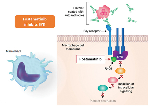 Figure 4. Fostamatinib mechanism of action. inhibition of spleen tyrosine kinase (SYK) by fostamatinib plays a key role in antibody-mediated phagocytosis of platelets.