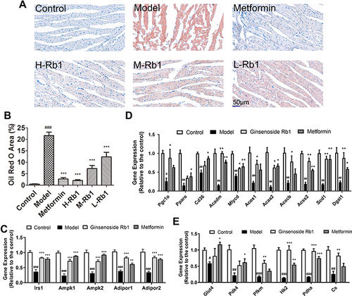 Figure 5 Ginsenoside Rb1 reduced lipid accumulation and promoted adipocytokine-mediated glucose and lipid metabolism in diabetic heart. (A) Representative images of Oil red O staining and (B) quantitative analysis of Oil red O staining in six groups. Scale bar, 50 μm. Transcription levels of genes involved in (C) adipocytokine pathway, (D) lipid and (E) glucose metabolism in indicated four groups. Data are expressed as the mean ± SEM (n = 3–6). *p<0.05 or **p<0.01 or ***p<0.001 vs. model group; ###p<0.001 or ##p<0.01 or #p<0.05 vs the control.