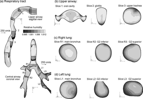 FIG. 9 Steady state RH profiles for inhalation Case 3 (Tinlet = 40°C, RHinlet = 100%): (a) in the midplane, and at selected cross-sectional slices of the (b) mouth-throat, (c) right lung, and (d) left lung.
