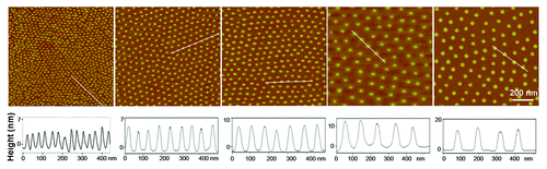 Figure 2. AFM images of gold nanopatterns on glass. The lower row shows the height profiles with respect to the lines in the upper images, indicating that the particle size was around 10 nm. From the left to right, the average nanospacings of gold particles are 34 nm, 48 nm, 70 nm, 79 nm, and 113 nm, respectively. Note: after the nanoarrays were transferred onto the surfaces of PEG hydrogels and then soaked in an aqueous environment to culture cells, the average nanospacings were enlarged to 37 nm, 53 nm, 77 nm, 87 nm, and 124 nm, respectively, considering the swelling ratio of the hydrogels as 1.1.