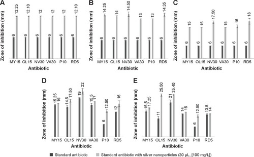 Figure 6 Graphical representation of comparative study between antibiotics and antibiotics with AgNPs.Notes: Salmonella enterica (A), Escherichia coli (B), Vibrio parahaemolyticus (C), Bacillus anthracis (D), and Bacillus cereus (E), respectively. Results interpreting the antimicrobial activity of commercial antibiotics alone with that of antibiotics combined with silver nanoparticles.