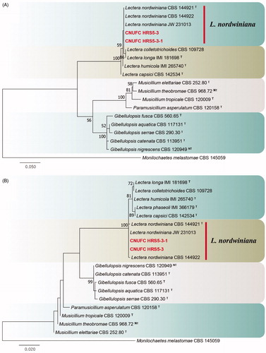 Figure 3. Phylogenetic tree of Lectera nordwiniana CNUFC HRS5-3 and CNUFC HRS5-3-1, and related species, based on maximum-likelihood analyses of internal transcribed spacer (A) and large subunit (B) sequences. The sequence of Monilochaetes melastomae was used as an outgroup. Bootstrap support values of ≥50% are indicated at the nodes. Ex-type and ex-neotype strains are indicated by T and NT.
