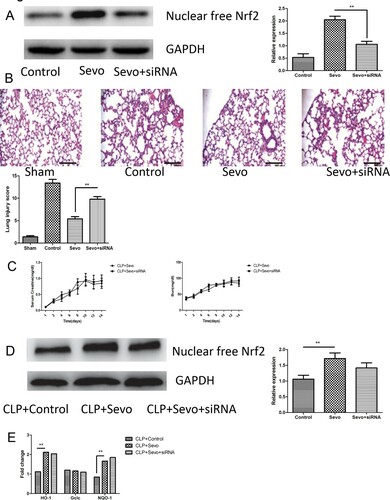 Figure 3. Nebulization of Nrf2-siRNA abrogates the protective effect of sevoflurane in acute lung injury. (A) The representative figures and quantitative analysis of immunoblotting reflect the expression of nuclear free Nrf2 in lung tissue from septic rats with or without administration of atomizing medium dissolved in adenovirus vector encoding Nrf2-siRNA after inhalation of sevoflurane (n = 6). (B) The representative histological figures and result of quantitative analysis of lung injury score in lung tissue from rats with or without administration of adenovirus vector encoding Nrf2-siRNA (n = 6). Magnification× 200. Black bar, 100 μm. (C) The serum levels of Creatine and blood urea nitrogen (BUN) were measured by continuous dynamic measurement in lung tissue from rats with or without intratracheal administration of adenovirus vector encoding Nrf2-siRNA (n = 6). (D) The representative figures and quantitative analysis of immunoblotting about expression of nuclear free Nrf2 in kidney tissue from septic rats treated with or Nrf2-siRNA after inhalation of sevoflurane (n = 6). (E) The expression of downstream genes of Nrf2/ARE signaling pathway in kidney tissue measured by quantitative RT-PCR from rats with or without intratracheal administration of adenovirus vector encoding Nrf2-siRNA (n = 6). The experiments were replicated three times. All data are represented as Mean ± SD. **p < .01, *p < .05.