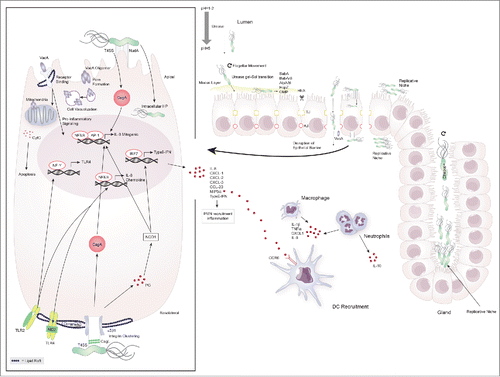 Figure 1. Colonization of the gastric niche and initiation of immune responses by H. pylori. H. pylori possesses a number of virluence factors that aid in its ability to colonize and exploit the gastric niche for survival and replication. It elevates the gastric pH by secretion of urease and traverses the mucus layer through flagellar movement and urease-induced gel-sol transition. Once in contact with the epithelial cell layer it binds to the apical cell surface using various adhesins (SabA, BabA/B, AlpA/B, HopZ, OMP) causing cell damage and facilitating the delivery of toxins. H. pylori disrupts the cell barrier by breaking up tight- and adherent junctions (TJ, AJ) through HtrA and enters the lamina propria to replicate at the basolateral cell surface. H. pylori further exploits gastric glands and the apical cell surface as replicative niche for which the proteins Chepep and the virulence factor CagA respectively are essential. At the basolateral cell surface H. pylori forms the type 4 secretion system (T4SS) encoded by the cag pathogenicity island and causes integrin clustering at lipid rafts to inject CagA into epithelial cells. Peptidoglycan (PG) leaks through the T4SS and is recognized by the pathogen recognition receptor (PRR) NOD1. These two virulence factors induce the transcription of host-cell genes including IL-8, chemokines and type-I interferons (type-I IFN) through NFκB/AP1 and IRF7, respectively. H. pylori further causes host cell remodeling and damage through VacA. This toxin either heterodimerizes and forms pores in the cell membrane or enters by receptor binding to cause cell-vacuolization, pro-inflammatory cytokine signaling and cytochrome C (CytC)- induced apoptosis. Epithelial cells at the mucosal barrier are involved in initiating the immune response to H. pylori by antigen-induced TLR-2 and -4 signaling through NFκB. This is further amplified by the induction of TLR-4 transcription via NF-Y-mediated TLR-2 signaling. The subsequent secretion of chemokines attracks peripheral mononuclear cells (PMN) including neutrophils and dendritic cells to the site of infection.