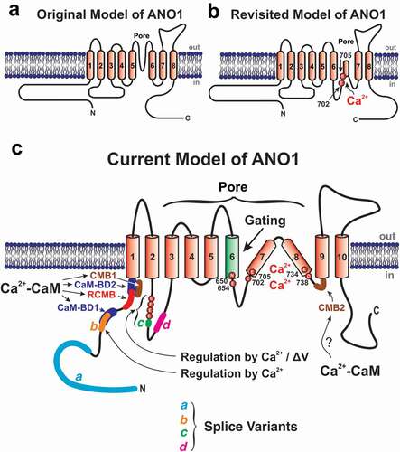 Figure 2. Proposed secondary structures of ANO1 and important domains determining its biophysical properties and interactions with Ca2+ and Calmodulin (CaM). (a) This is the originally proposed topology of ANO1, which was thought to comprise eight transmembrane domains, with the N- and C-terminal ends located intracellularly, and a pore region located between TMD5 and TMD6 and characterized by a reentrant loop [Citation51,Citation52][change references to 99, 100]. (b) Revised model of ANO1 based on mapping experiments by Yu et al.[Citation124][change reference to 154] showing that certain amino acids originally thought to lie on the extracellular side of the membrane near TMD6 turned out to be located on the cytoplasmic side of the membrane. The model still comprised eight TMDs, but included a large cytoplasmic loop following TMD6 that reinserted part ways in the membrane to then reach TMD7. Two glutamate residues (E702 and E705) in close proximity from each other within the larger reinsertion loop were found to be critical for Ca2+ binding, a result that was later confirmed by another group [Citation125][change reference to 155]. (c) Most recent consensus secondary structure of ANO1 that now comprises ten instead of eight TMDs. The diagram indicates the approximate position of the four alternatively spliced variants a, b, c and d, and the six amino acids (N650, E654, E702, E705, E734 and D738) postulated to coordinate the binding of two Ca2+ ions within each ANO1 monomer (see text for explanations). Please note that the positions of the labeled amino acids are relative to those of mouse ANO1-ac, which comprises 960 amino acids (NCBI sequence: NP_848747.5). The illustration also highlights the widespread localization of the pore between TMD3 and TMD8, the role of TMD6 in ANO1 activation following Ca2+ binding, the stretch of four consecutive glutamate residues immediately preceding splice variant c (EAVK) and hypothesized to modulate the Ca2+- and voltage-(ΔV)-dependence of ANO1, and splice variant b regulating the Ca2+-dependence of ANO1 (see text for explanations). Finally, the diagram shows the location of several color-coded calmodulin (CaM) binding sites in the N-terminal domain and short intracellular loop between TMD8 and TMD9. Some of these sites were proposed based on bioinformatics analysis while others were confirmed in biochemical assays. CaM-BD1 (proposed role: channel opening) and BD2 (proposed role: none?): Calmodulin Binding Domains 1 and 2 [Citation129];[change reference to 161] RCMB: Regulatory Calmodulin-Binding Motif (proposed role: channel opening) [Citation130];[change reference to 162] CMB1 and 2 (proposed role for both: increased permeability of ANO1 to HCO3− relative to Cl−): Calmodulin Binding Motifs 1 and 2 [Citation131][change reference to 163]