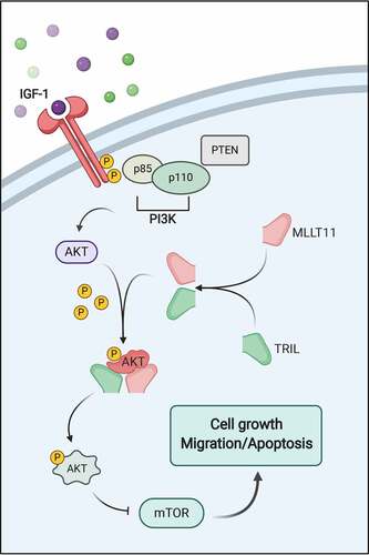 Figure 8. The schematic diagram of MLLT11-TRIL’s involvement in PI3K/AKT/mTOR signaling pathway.