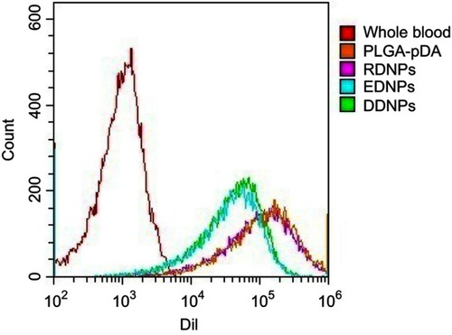 Figure 9 Flow cytometry analysis of the binding of nanoparticles (NPs) to activated platelets under static conditions.Notes: The binding rate of fluorescently labeled NPs to activated platelets in the targeted groups was higher than that in the non-targeted group, and the binding rate of the dual-targeted group was the highest.Abbreviations: PLGA-pDA, polydopamine-coated poly(lactic-co-glycolic acid) dual-modality nanoparticles; RDNPs, PLGA-pDA modified by the cRGD peptide; EDNPs, PLGA-pDA modified by the GA-EWVDV peptide; DDNPs, dual-modality and dual-ligand nanoparticles.