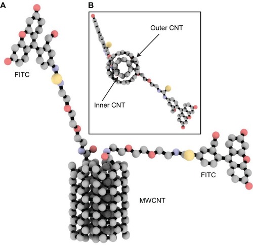 Figure 1 Three-dimensional molecular representation of the modeled MWCNT–FITC structure used in 1,000 ps molecular dynamics simulation in vacuo.Notes: Frontal (A) and transverse (B) views. The molecule is rendered as ball-and-stick and coloured according to atom type without hydrogens to enhance clarity.Abbreviations: CNT, carbon nanotube; MWCNT–FITC, multiwalled carbon nanotube functionalized with fluorescein isothiocyanate.