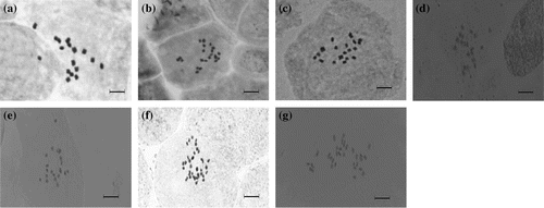 Figure 1. Somatic chromosomes in studied taxa. (a) Salvia viridis; (b) S. sclarea; (c) S. ceratophylla; (d) S. chionantha; (e) S. candidissima subsp. occidentalis; (f) S. viscosa; (g) S. verticillata subsp. amasiaca. Bar = 10 μm.