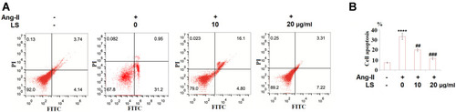 Figure 7 Loxoprofen sodium prevented Ang-II-induced apoptosis in HUVECs. Cells were treated with 10 µM angiotensin II in the presence or absence of Loxoprofen sodium (10, 20 μg/mL) for 24 h. (A) Cell apoptosis was measured by the flow cytometer assay (N=3); (B) quantification of apoptosis (****, P<0.0001 vs vehicle group; ##, ###, P<0.01, 0.001 vs Ang-II treatment group, N=3).