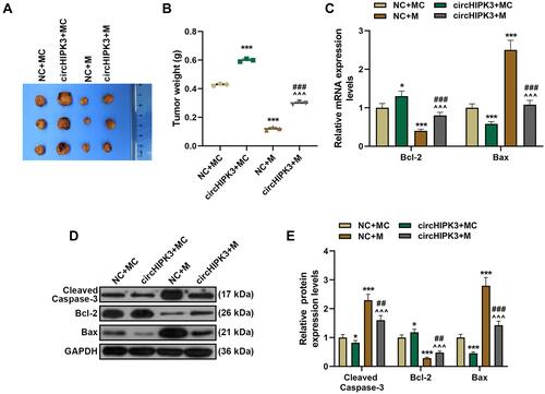 Figure 7 MiR-326 partially overturned the function of circHIPK3 to promote tumor growth and regulate the expressions of apoptosis-related proteins. (A and B) Xenograft tumor experiment was used to analyze the effects of circHIPK3 and miR-326 on tumor growth in mice. (C–E) RT-qPCR andWestern blot was performed to detect apoptosis-related proteins in tumor tissues of NC + MC, circHIPK3+ MC, NC + M, and circHIPK3 +M groups. Each experiment was repeated three times independently. *P < 0.05, ***P < 0.001 vs NC + MC; ^^^P < 0.001 vs circHIPK3 + MC; ##P < 0.01, ###P < 0.001 vs NC + M.