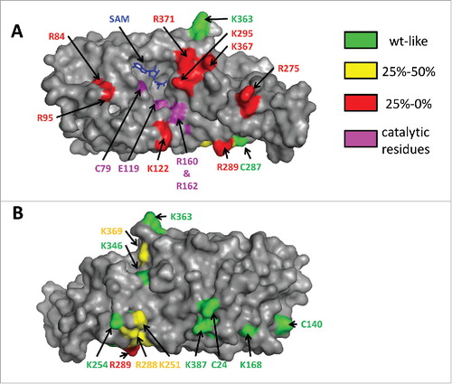 Figure 4. Different views of DNMT2 in surface representation. The residues subjected to mutagenesis are colored according to their residual activity. The cofactor product S-adenosyl-l-homocysteine is colored blue. Panel A shows that residues which strongly interfere with catalysis (colored red here) cluster on the “front” face of the enzyme and surround a cleft that also contains the SAM binding pocket and the catalytic residues. Panel B represents a view of the “back side” of the enzyme after a 180° rotation of the view shown in panel A about the vertical axis. Reproduced fromCitation48 with permission. Copyright (2012) American Chemical Society.
