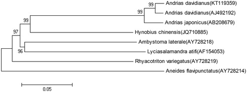 Figure 1. The phylogenetic analysis of A. davidianus and other salamanders based on the mitogenome sequences.