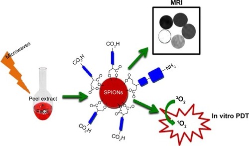 Figure 1 Schematic diagram of the work.Abbreviations: MRI, magnetic resonance imaging; PDT, photodynamic therapy; SPIONs, superparamagnetic iron oxide nanoparticles.