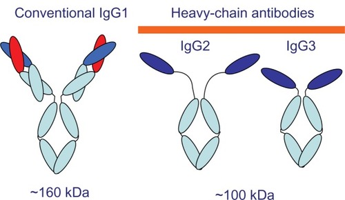 Figure 1 Schematic of camel IgG subclass structures. IgG1, conventional antibody, contains both heavy and light chains. IgG2 and IgG3 consist of only heavy chains and have a long- or short-hinge region, respectively.