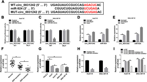 Figure 4 Circ_0031242 directly interacted with miR-924 through pairing to miR-924. (A) Schematic of the putative miR-924-pairing sites within circ_0031242 identified by CircInteractome online tool and the mutation in the target region. (B and C) Relative luciferase activity in Huh7-R and SNU-387-R cells cotransfected with circ_0031242 wild-type (circ_0031242 WT) or mutant-type (circ_0031242 MUT) luciferase reporter constructs and miR-924 mimic or miRNA NC mimic. (D and E) The enrichment levels of circ_0031242 and miR-924 in cell lysates incubated with anti-Ago2 or anti-IgG antibody. The expression of miR-924 by qRT-PCR in 30 healthy hepatic tissues, HCC tissues from 30 primary patients (DDP-sensitive) and 30 recurrent patients after treatment with DDP-based chemotherapy (DDP-resistant) (F), THLE-2, Huh7, SNU-387, Huh7-R and SNU-387-R cells (G), Huh7-R and SNU-387-R cells transfected with inhibitor NC or miR-924 inhibitor (H), Huh7-R and SNU-387-R cells transfected with si-NC, si-circ_0031242, si-circ_0031242+inhibitor NC or si-circ_0031242+miR-924 inhibitor (I). *P < 0.05 by a two-tailed Student’s t-test or ANOVA followed by Tukey-Kramer post hoc test.