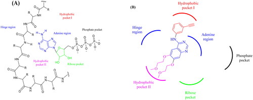 Figure 1. (A) ATP binding site at the EGFR viewing essential pharmacophore features. (B) The chemical structure of erlotinib (first-generation EGFR-TKI) could only reside in three pockets of the ATP binding sites.