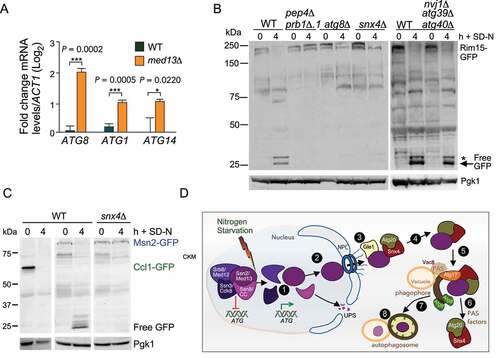 Figure 9. Transcriptional regulators controlling ATG genes are autophagy substrates. (A) RT-qPCR analysis probing for ATG8, ATG1, and ATG14 mRNA expression in wild-type and ssn2/med13∆(RSY2444) cells in unstressed conditions. ∆∆Ct results for relative fold change (log2) values using wild-type unstressed cells as a control. Transcript levels are given relative to the internal ACT1 mRNA control. (B) Western blot analysis of Rim15-GFP (pFD846) cleavage assays in indicated mutants after nitrogen starvation. The asterisk denotes a background band. (C) Western blot analysis of Ccl1-GFP (pSW230) and Msn2-GFP (pSW217) cleavage assays in wild-type or snx4∆ cells. For all blots, Pgk1 levels were used as loading controls. (D) Summary model of the Snx4-assisted autophagy pathway. In unstressed cells, the CKM represses a subset of ATG genes. Following nitrogen starvation, an unknown signal triggers CKM disassembly releasing Ssn2/Med13. Chromatin-free Ssn2/Med13 is transported by unknown mechanisms through the NPC to the cytoplasmic nucleoporin Gle1. Gle1 releases Ssn2/Med13 to the Snx4-Atg20 heterodimer which transports it to Atg17-initiated phagophores, anchored to the vacuole. These sequester Ssn2/Med13 and the autophagosomes fuse with the vacuole for proteolysis