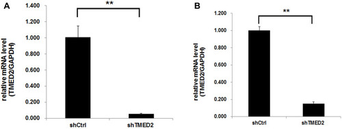 Figure 3 The knockdown efficiency of the TMED2 mRNA by the shRNA was detected using quantitative PCR. The expression of the specific shRNA significantly inhibited TMED2 expression in MM.1S (A) and RPMI 8226 cells (B). **p<0.01.