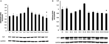 Figure 7. TKT (A) and ACY-1 expression (B) during adipogenic differentiation. The values represent fold increases in protein expression compared to control cells (CC). The bars shown are the averages of three different experiments (mean ± SD). Representative results from one of three independent western blot experiments with similar results are shown. Results are expressed as arbitrary units; *P < 0.01 MDI–NAC-treated cells (DCN) vs. MDI-treated cells (DC) at day 10.