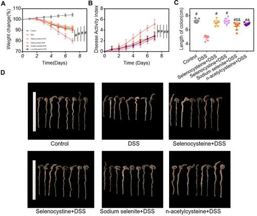 Figure 2 Effects of selenium-containing amino acids on the main symptoms of IBD in mice. Weight loss, DAI scores, and colon length were compared between groups. (A) Weight loss; (B) DAI scores; (C) colon length; and (D) colon images in different groups. Eight mice per group; #P < 0.05, compared with DSS group. $P < 0.05, compared with selenocysteine group. &P < 0.05, compared with selenocystine group. Data are expressed as mean ± SEM.