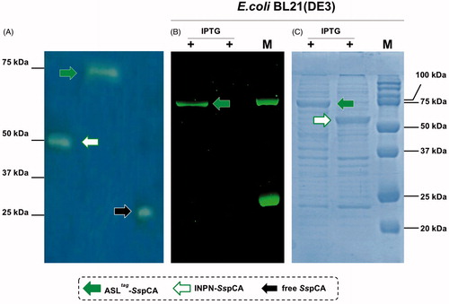 Figure 4. Protonography (Panel A), fluorescence gel-imaging (Panel B) and Coomassie staining (Panel C) of SspCA and H5-SspCA carried out with different amounts of the whole E. coli cells (see Materials and Methods). Filled green, white and black arrows represent the ASLtag-SspCA, INPN-SspCA and the free SspCA, respectively.