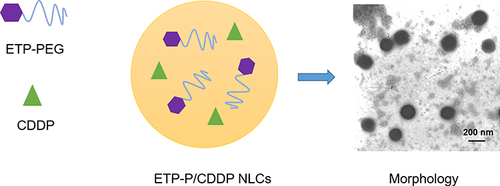 Figure 2 EtpP–CDDP NLCs and TEM. EtpP–CDDP NLCs were prepared using film ultrasound. The morphology of EtpP–CDDP NLCs was examined using transmission electron microscopy (TEM).