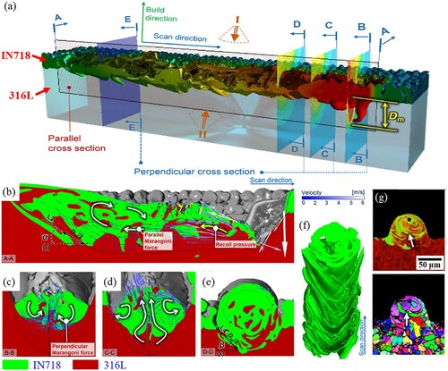 Figure 24. (a) Representative image of a single-track laser scan showing the cross sections used for various viewing directions, (b–e) simulation results of the flow characteristics within the melt pool from cross-sections A-A, B-B, C-C, and D-D, respectively. (f) ‘Fish-scale’ morphology of the interface, and (g) representative elemental distribution maps and microstructures along the cross-section E-E (Yao et al. Citation2021).
