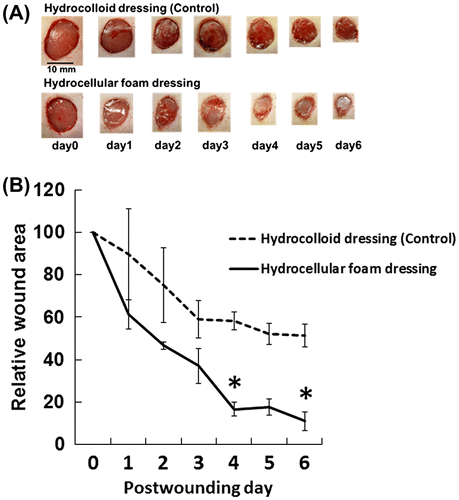 Fig. 2. Effects of HCF on wound healing in rat skin.Note: Gross observations (A) and relative wound areas and (B) revealed increased wound contraction induced by HCF, compared with HCD. Results are expressed as mean ± SE (n = 3). *p < 0.05 indicates the significant difference between wounds covered by HCD and HCF.