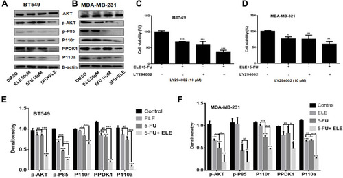 Figure 5 ELE and 5-FU combined effects on MDA-MB-231 and BT549 cell lines.Notes: (A and B) Both cell lines were treated with ELE alone, 5-FU alone, or their combination. The AKT, p-AKT, p-P85, p110r, PPDK1, and P110a expression levels were checked following treatment via Western blot analysis. We used GAPDH as the loading control. (C and D) Both cell lines were pretreated with PI3K inhibitor (LY294002) and then cultured with combination of ELE and 5-FU at an indicated dose. After 48 h, cell viability was performed through MTT assay. The data obtained from three independent experiments were presented as mean ± SD, and the significance levels were ***P<0.001 and **P<0.01 respectively. (E and F) All proteins were quantitatively analysed. The data obtained from three independent experiments were presented as mean ± SD, and the significance levels were *P<0.05, **P<0.01, and ***P<0.001.