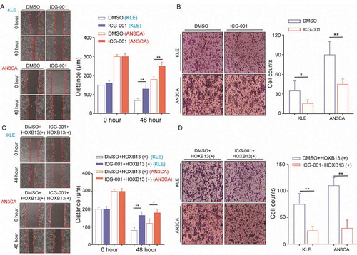 Figure 6. HOXB13 promotes EC cell metastasis and invasion (A, B) WNT signalling pathway inhibitor (ICG-001) inhibits metastasis and invasion of KLE and AN3CA cells. (C, D) WNT signalling pathway inhibitor (ICG-001) blocked the effect of promoting tumour cell invasion and metastasis mediated by HOXB13. Error bars indicate means ± SDs, *P < 0.05, **P < 0.01