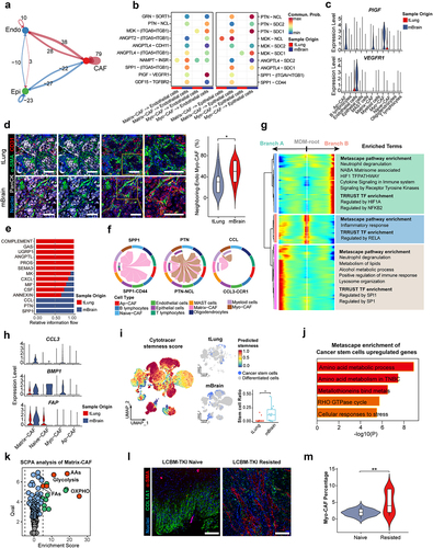 Figure 5. Transited CAFs in LCBM interact with TME and malignant cells.