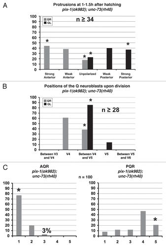 Figure 9 pix-1;unc-73 double mutants display a synergistic increase in defects in protrusion extension and migration of the Q neuroblasts and the migrations of the Q neuroblast descendants. (A) Quantitation of the direction and extent of protrusions during the polarization stage of the Q neuroblasts at 1–1.5 h after hatching in pix-1(ok982);unc-73(rh40) mutants. The graphs are organized as described in Figure 1E and Materials and Methods. For Q neuroblast polarizations, n ≥ 34. (B) Quantitation of the location of the Q neuroblasts at division with respect to the adjacent seam cells in pix-1(ok982);unc-73(rh40) mutants. The graphs are organized as described in Figure 1F and Materials and Methods. For Q neuroblast migrations, n ≥ 28. (C) Quantitation of the final migratory positions of the AQR and PQR neurons in pix-1(ok982);unc-73(rh40) mutants. The graphs are organized as described in Figure 1H and Materials and Methods. For AQR and PQR migrations, n = 100. Asterisks indicate that differences between the pix-1;unc-73 double mutant and the single mutants combined were significant (p < 0.001).