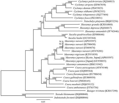 Figure 1. Phylogenetic relationships (maximum likelihood) of pond turtles based on nucleotide sequences of the 13 protein-coding genes of the mitochondrial genome. The numbers at the nodes indicate bootstrap support inferred from 1000 bootstrap replicates. Alphanumeric terms in parentheses indicate the DNA Database of Japan accession numbers.