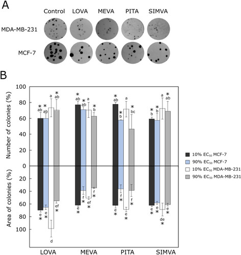 Figure 2 Effect of statins on colony formation. (A) Photos of cell colonies formed after 12 days of treatment with 90% of EC50 values of statins. (B) Average number of colonies treated with the compounds and the percentage of area covered by cancer cell colonies. The asterisks (*) indicate p<0.05 compared to control. Bars marked with different letters indicate statistically significant differences (p < 0.05) within the same category.