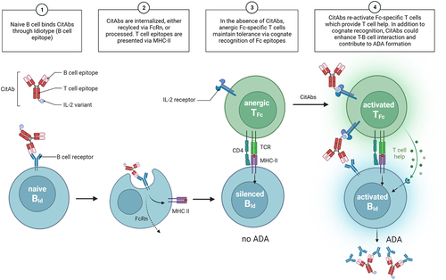 Figure 7. Mechanistic model. A graphical summary of how CitAbs can lead to the break of antigen-linked tolerance and formation of ADA response. Adapted from the figure template “B Cells Internalize and Process Antigens Only if Their BCR is Specific to the Antigen”, by BioRender.com (2022). Retrieved from https://app.biorender.com/biorender-templates