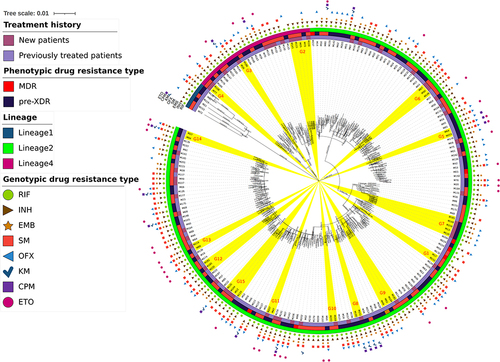 Figure 2 Phylogenetic tree of 202 MDR-MTB strains.
