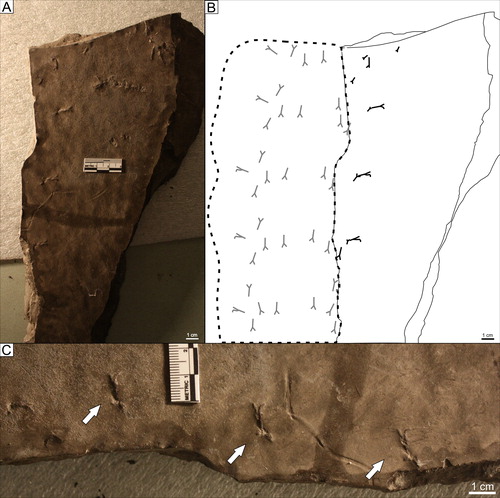 Figure 3. A) Kouphichnium aspodon, type specimen, AMNH 985.1.6 B) Interpretive sketch of complete trackway of type specimen, AMNH 985.1.6 C) Close-up of bifid impressions of the type specimen, AMNH 985.1.6, indicated by white arrows.