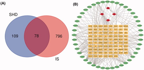 Figure 3. Venn diagram and disease-compound-target network of SHD. (A) The intersection of the potential SHD and ischaemic stroke targets. (B) Network of the targets shared between SHD and ischaemic stroke. The orange rectangles represent the potential targets, the green circles represent the compounds and the red diamonds represent the herbs.