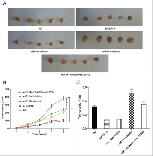 MiR-144 could inhibit cell progression through down-regulating CEP55 in vivo. (A) The tumor samples of miR-144 inhibitor group were the biggest while si-CEP55 and miR-144 mimics groups were the smallest. (B) The measurement of tumor volume showed that miR-144 inhibitor group had the biggest tumor and si-CEP55 and miR-144 mimics groups had the smallest tumor, *P < 0.05, compared with NC group and miR-144 inhibitor + si-CEP55 group, **P < 0.01, compared with miR-144 inhibitor group. (C) The measurement of tumor weight suggested that miR-144 inhibitor induced tumor growth and si-CEP55 and miR-144 mimics showed reverse function. *P < 0.05, compared with NC group, ## P < 0.01, compared with si-CEP55 group and miR-144 mimics group.